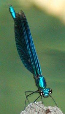 dragonfly small