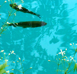 fish and flowers