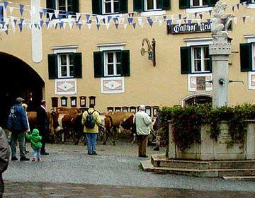 cows through berchtesgaden