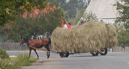 horse and cart of hay