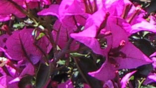 bougainvilla bougainvilla