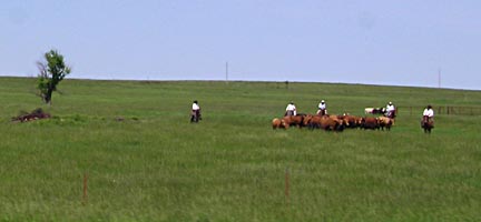 Herding Cattle