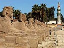 sphinx row luxor * A long row of sphinxes that led from Luxor to the temple of Karnak. * 432 x 324 * (54KB)