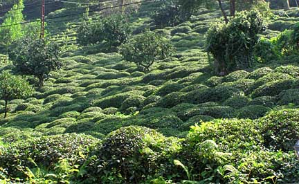 Hillside of Tea
