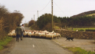sheep