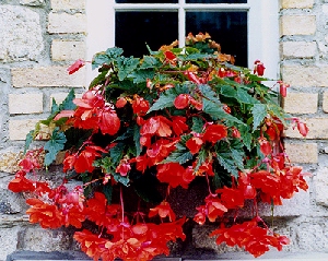 begonia