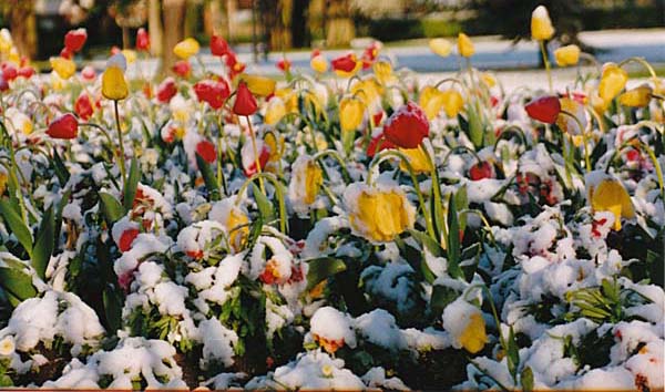 Snowy Tulips