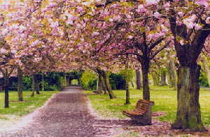 herbert park trees