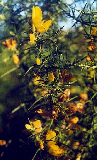 gorse