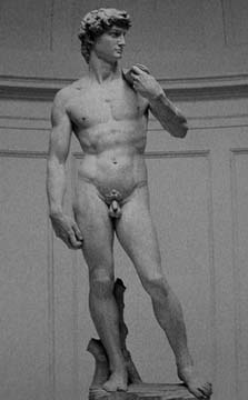 david
