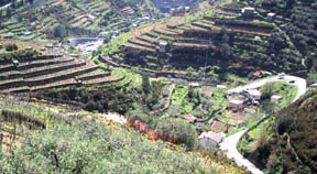 terraced hills