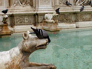 fountain with pigeons