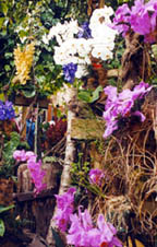 orchids