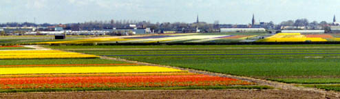tulip fields
