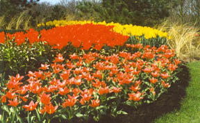 tulips