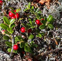berries