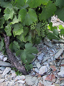 grapevine in schist