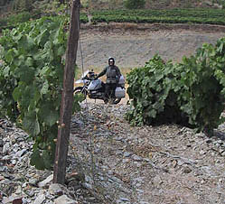 jim in vines