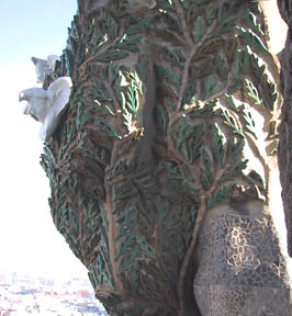cypress closeup