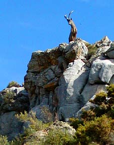 ram statue