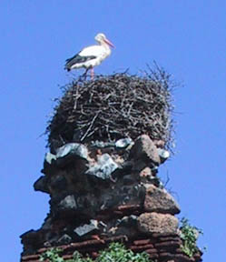 stork on acqueduct
