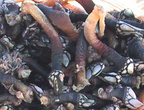 worms