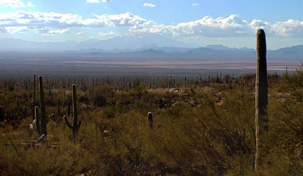 desert-museum2