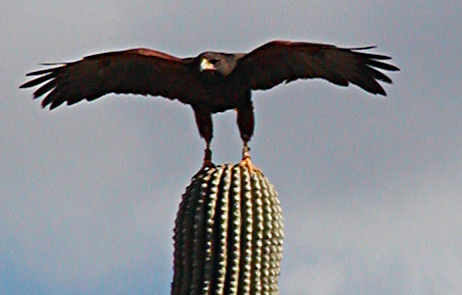 hawk-on-suguaro