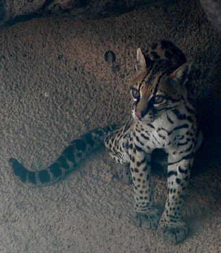 ocelot
