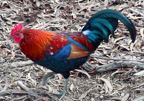 rooster