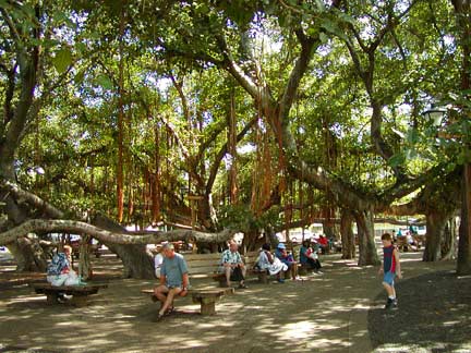jim under banyan