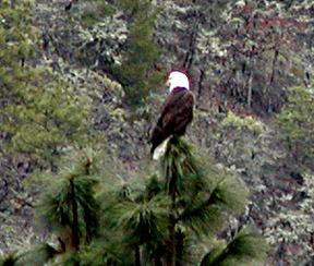 bald eagle