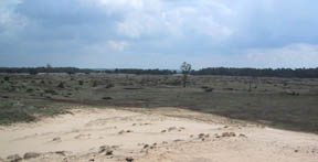 de hoge veluwe dune view
