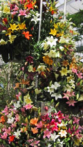lilly tree