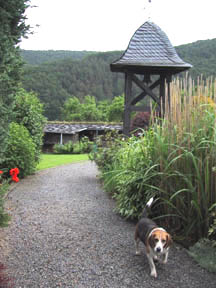 yard with dog