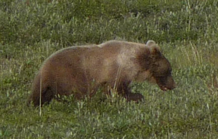 Grizzly Bear
