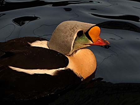 King Eider