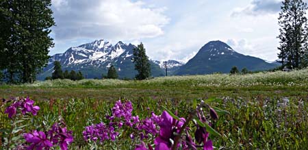 Mountain View with Fireweed