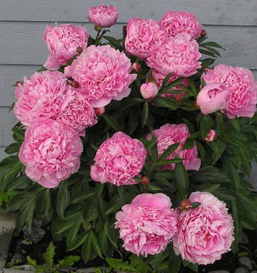 Peony