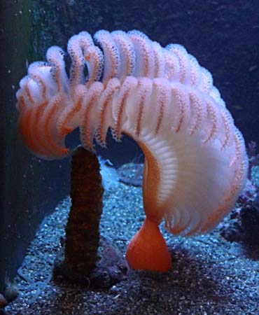 Sea Pen