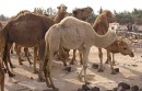 Camels * A herd of camels, conveniently corralled at one of our rest stops.   * 432 x 277 * (60KB)